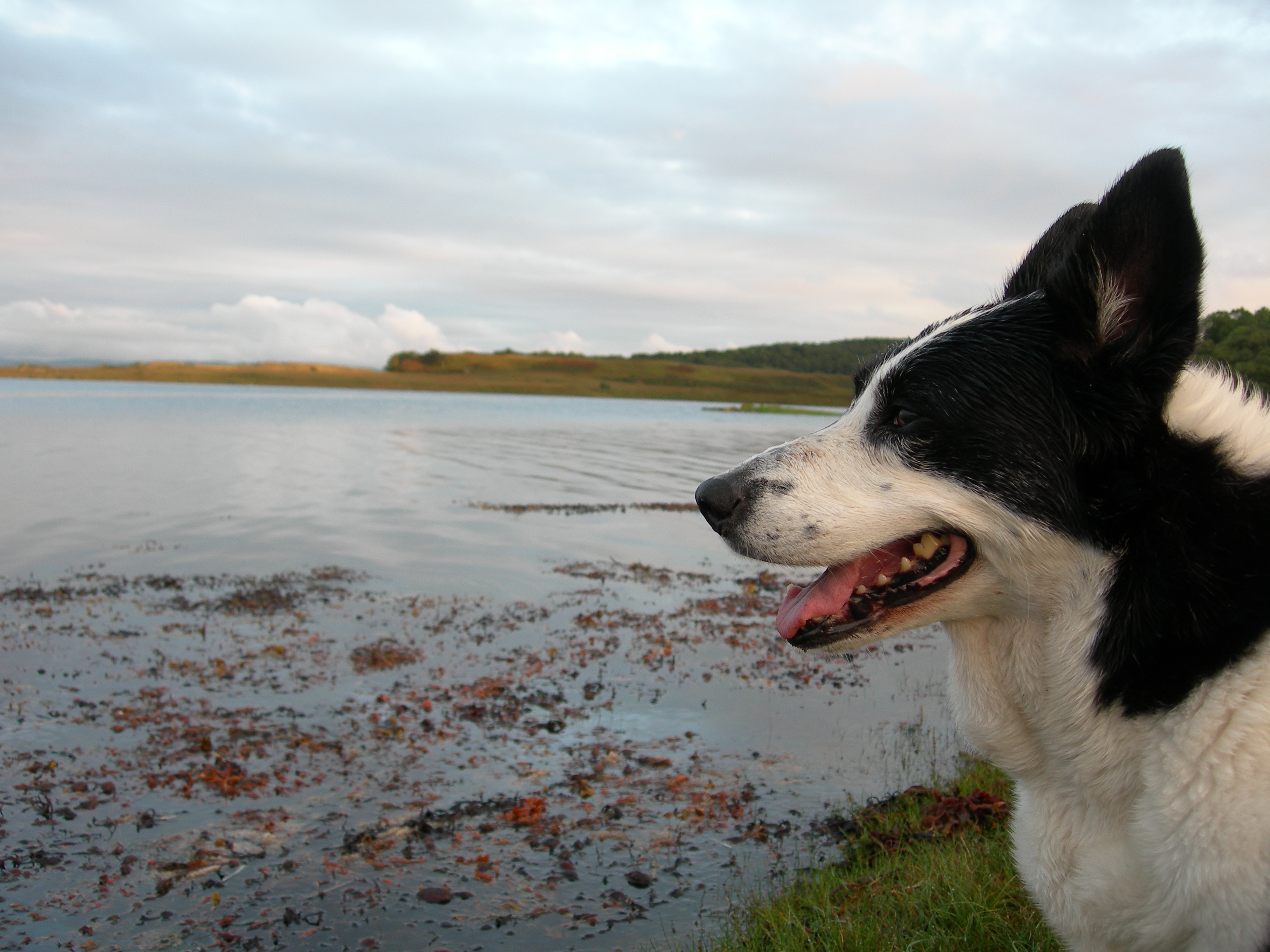 Leaving your pets on holiday can be both expensive and sad, so why not bring them with you? Your dogs are welcome here in our pet friendly holiday cottages