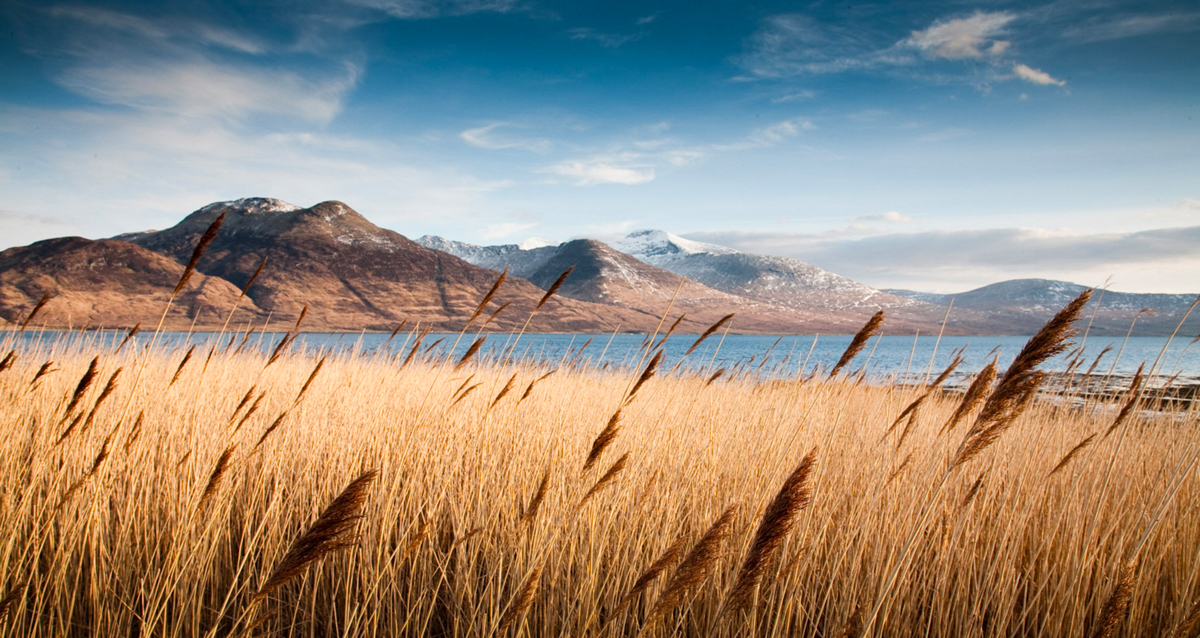 Loch na keal on the Isle of Mull, winter wildlife