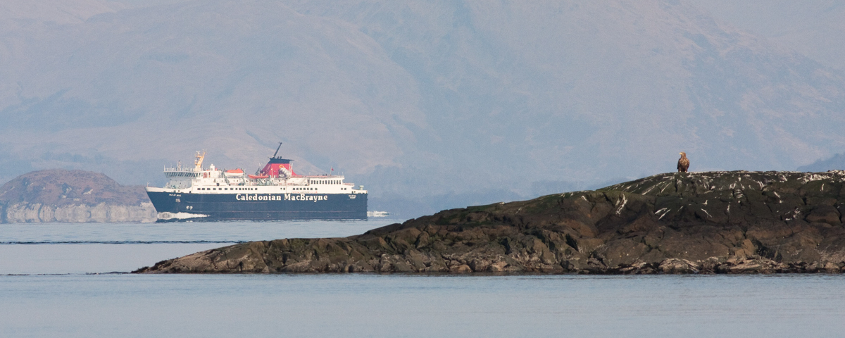 Eagle on Mull skerry - incredible winter wildlife awaits