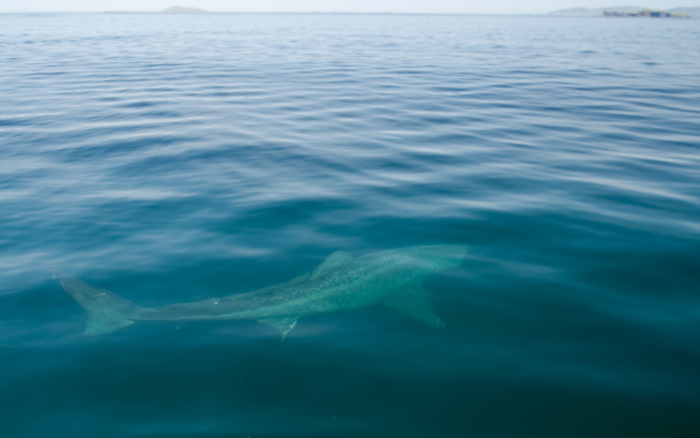 Mull is an island surrounded by many other magical islands, home to seabird colonies and amazing marine sightings en route. We recommend the Treshnish Isles