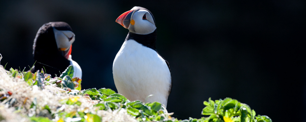 Mull is an island surrounded by many other magical islands, home to seabird colonies and amazing marine sightings en route. We recommend the Treshnish Isles