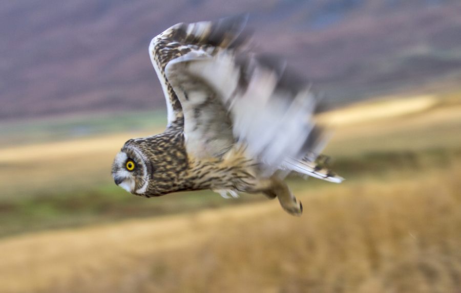 Autumn on Mull can be spectacular, from its starry, dark skies to the changing colours of the landscape and the wildlife waiting to be discovered...