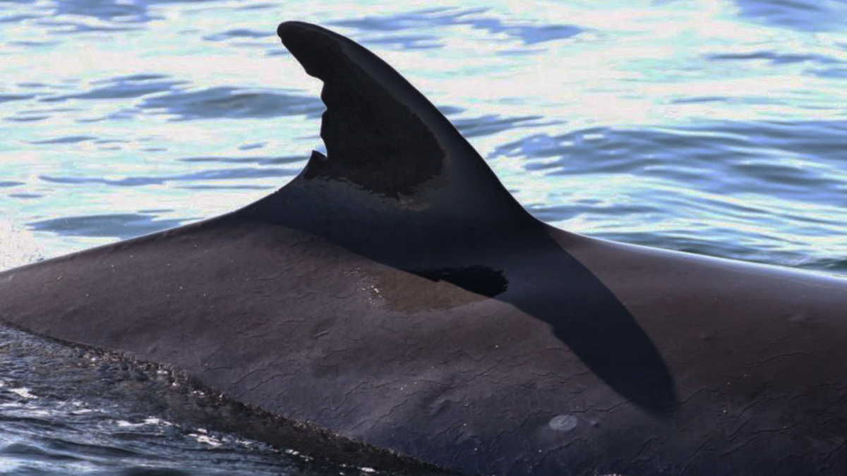 Ewan Miles of Mull based Nature Scotland gives us his Isle of Mull Wildlife Highlights of 2017 including seeing Orcas from Mull's north coast...