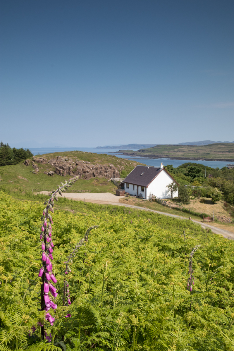 If you're planning a birdwatching or nature-inspired trip, find out about our best cottages for wildlife on Mull, with wild views from the window!