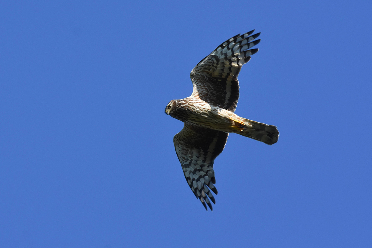 Discover the huge variety of Isle of Mull nature you could see, from otters to dolphins, seals to sea eagles, and learn about their habitats.