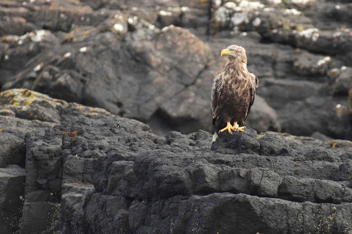 Discover the huge variety of Isle of Mull nature you could see, from otters to dolphins, seals to sea eagles, and learn about their habitats.