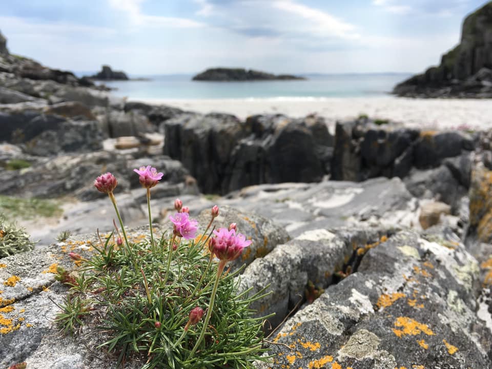Sea thrift flowering on the rocks in front of a white sand bay and blue sea