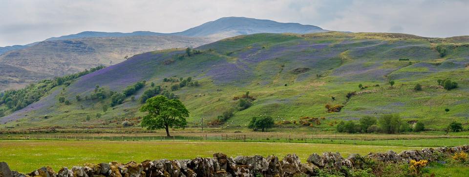 Green hills covered in bluebells with trees and fields in front