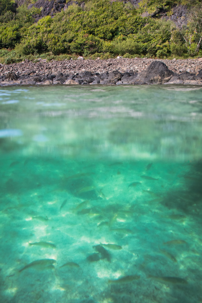 Swimming with the fish in Calgary Bay's blue waters