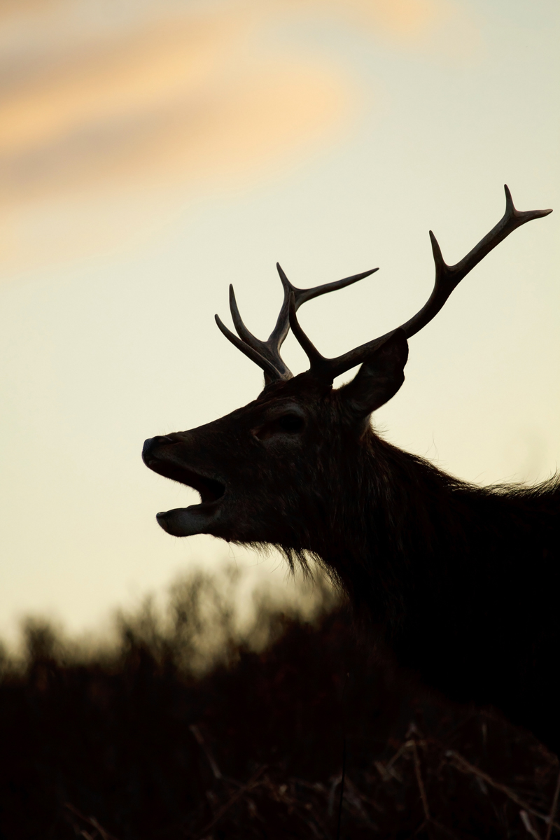 Silhouette of a red deer stag roaring at sunset on the Isle of Mull