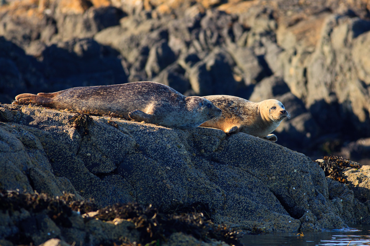 Two common seals basking on rocks in the fading sunlight near the Isle of Mull