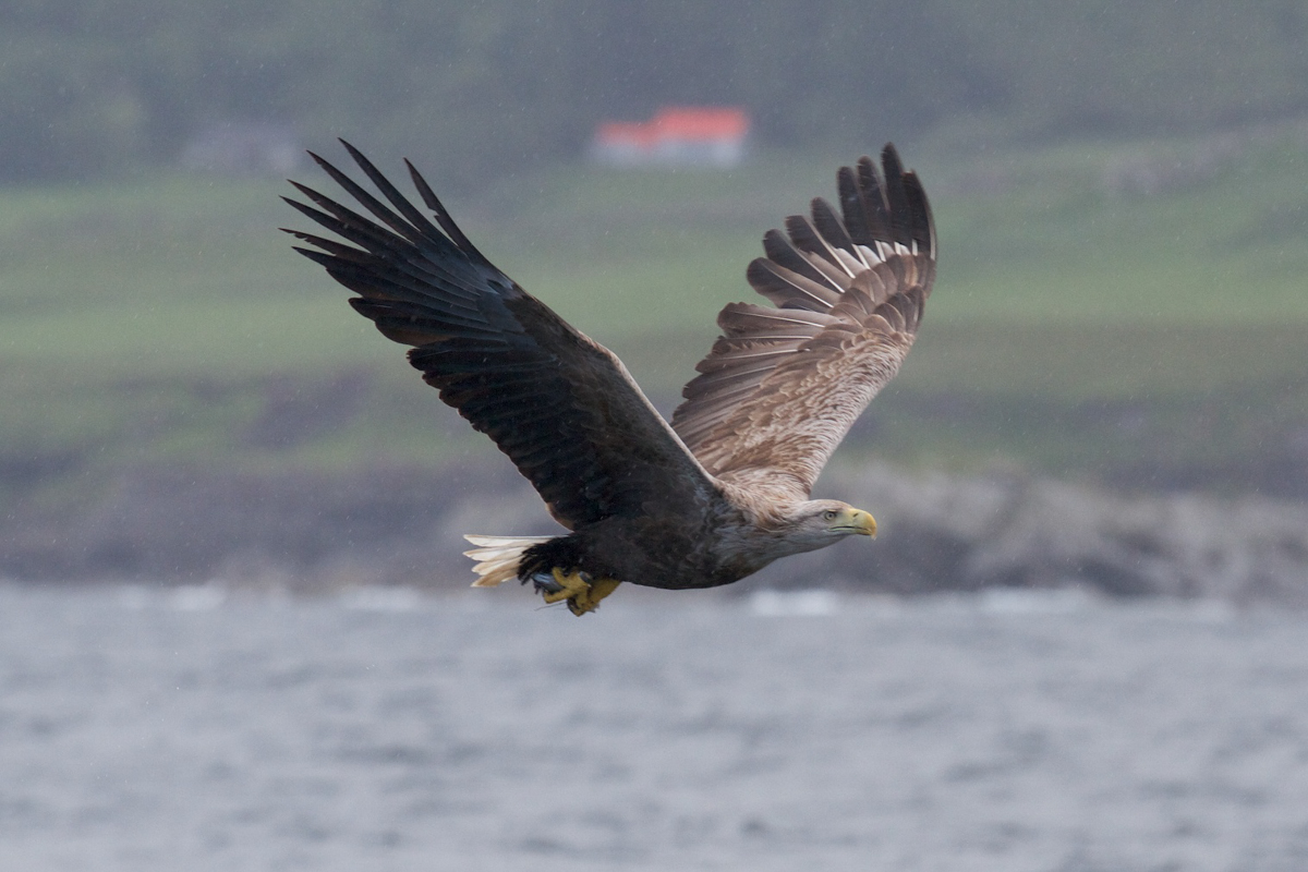 White tailed sea eagle flying over the loch on the Isle of Mull
