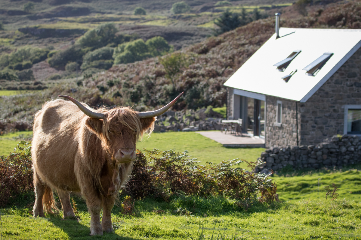 Highland cow beside Shepherd's Light cottage on Mull