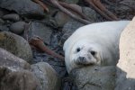 Grey seal pups can be seen on the islands in October