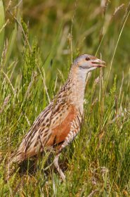 Corncrakes can be seen on Iona