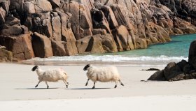 Sheep on the beach!