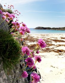 Thrifts in bloom at one of Mull's beaches