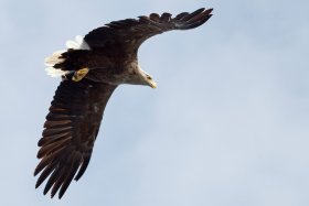 The white tailed eagle is a stunning bird