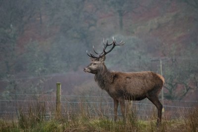 Spot red deer from the cottage who are regular visitors to the area