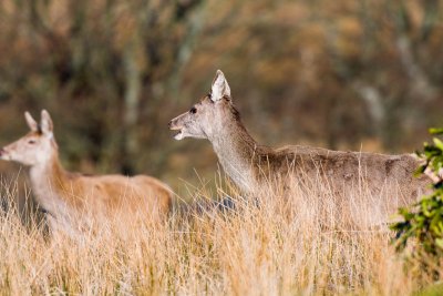 Red deer in the grasses
