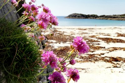 Wild flowers along Mull's coastline