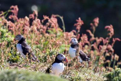 Take a boat trip out to the Treshnish Islands to see the puffins (seasonal)