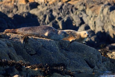 Watch seals enjoying the sun on the rocks along the coastline