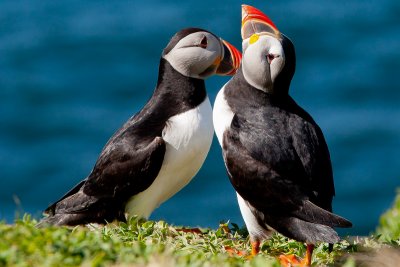 Puffins can be seen on Staffa and the Treshnish Isles