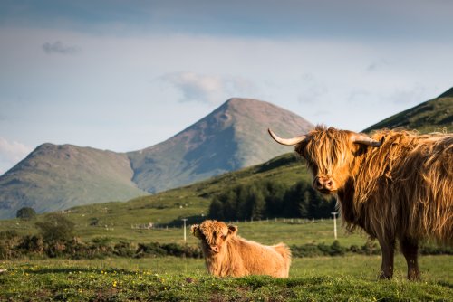 Highland cattle at Callachally farm in the glen