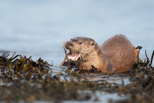Otters around the waters of Mull