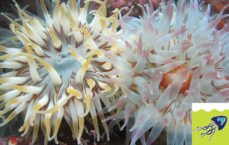 Sea anemones Mull Aquarium