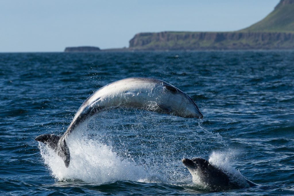 Dolphin leaping off the Isle of Mull
