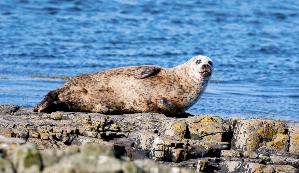 Seal on off shore skerrie Isle of Mull