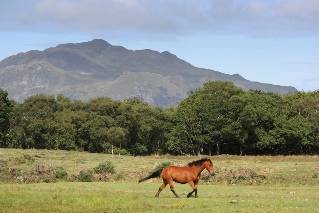 Pony in field Isle of Mull