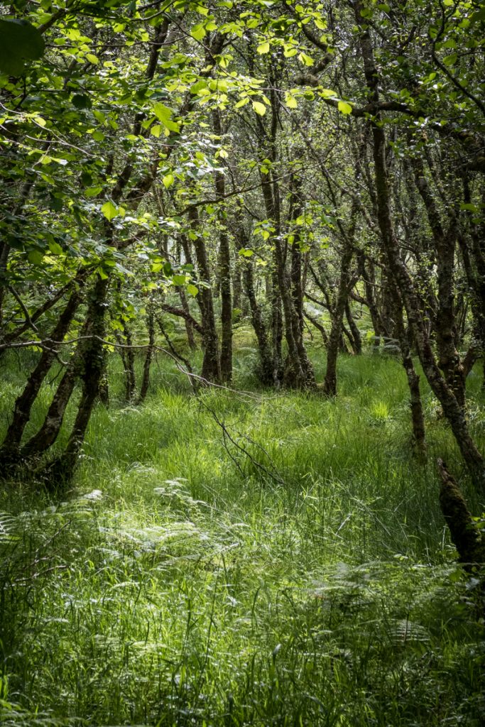 Woodland walk in Salen