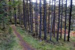 Ascending the forested hills