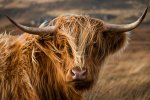 Highland cows reside in the area