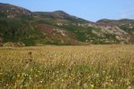 Meadow grasslands at Ardalanish