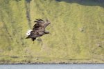 White-tailed eagles, an icon of Mull