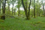 Oak woodland along the Lussa