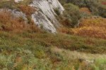 Granite outcrops amid birch woods and bracken