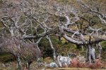 Stunted and gnarly oak woods