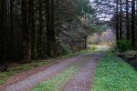 Start of the track through the woods