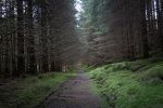 The dark plantation woodland at the end of our route