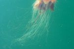 Lions mane jelly fish 