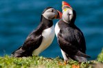 Puffins can be seen on Staffa during the summer months