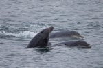 Dolphins seen in the late autumn on the boat trip to the isles