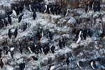 Guillemots on Harp Rock off Lunga's west coast