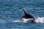 Dolphins seen on the journey to the Treshnish Isles