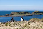 Puffins in early spring on Lunga